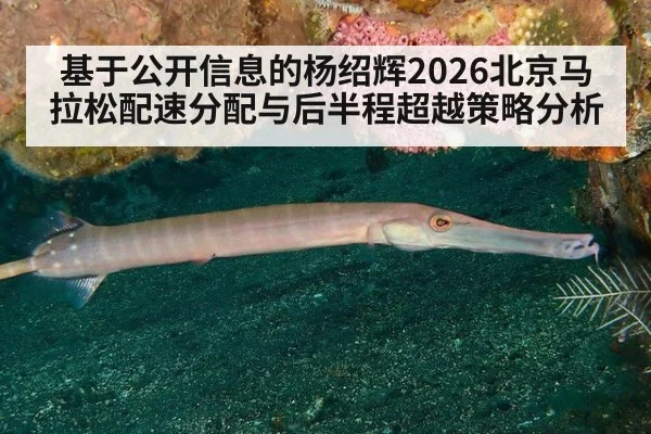 基于公开信息的杨绍辉2026北京马拉松配速分配与后半程超越策略分析
